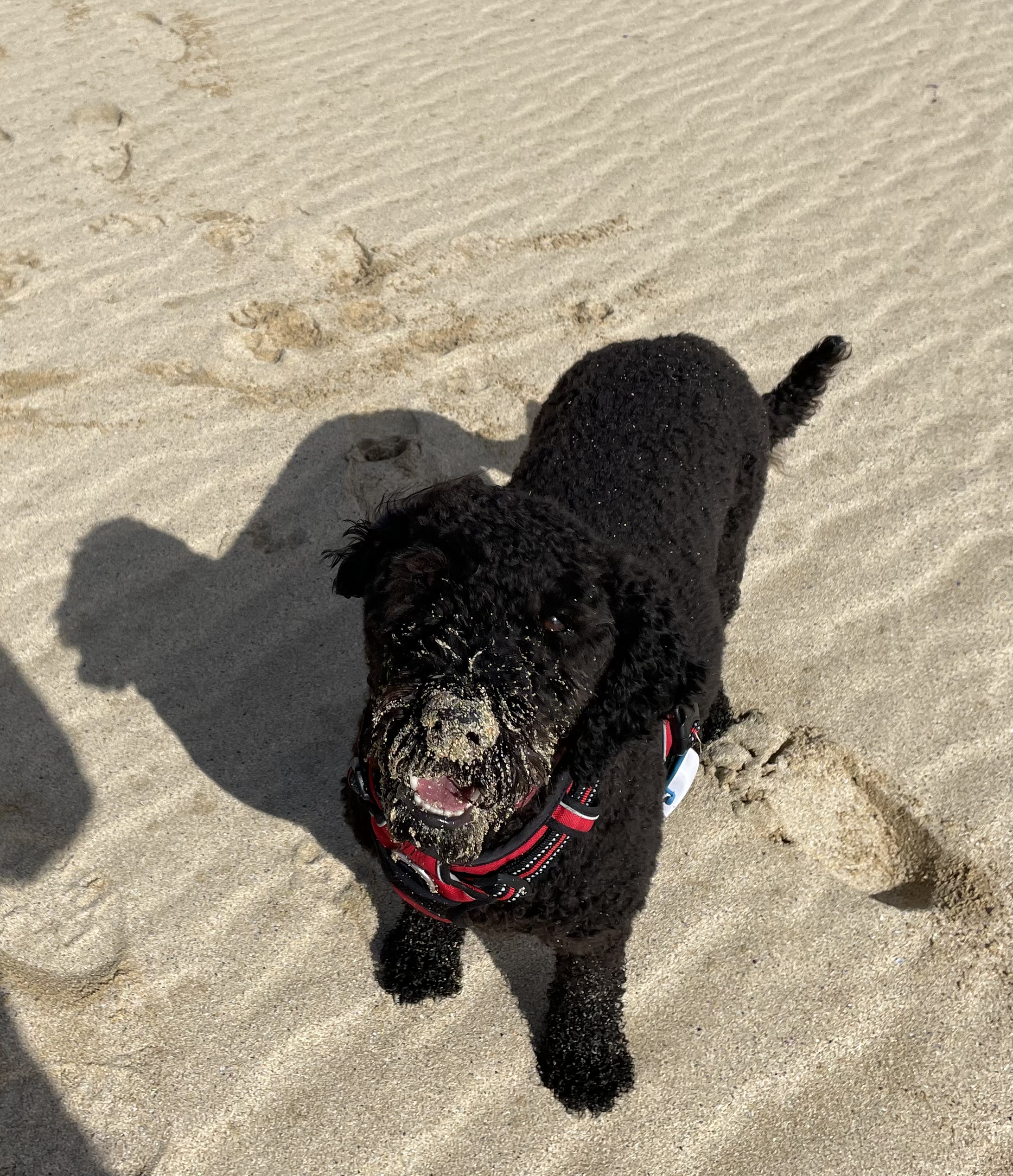 DEXY’S (MIS) ADVENTURES – Chapter 12 – Digging for ??? 